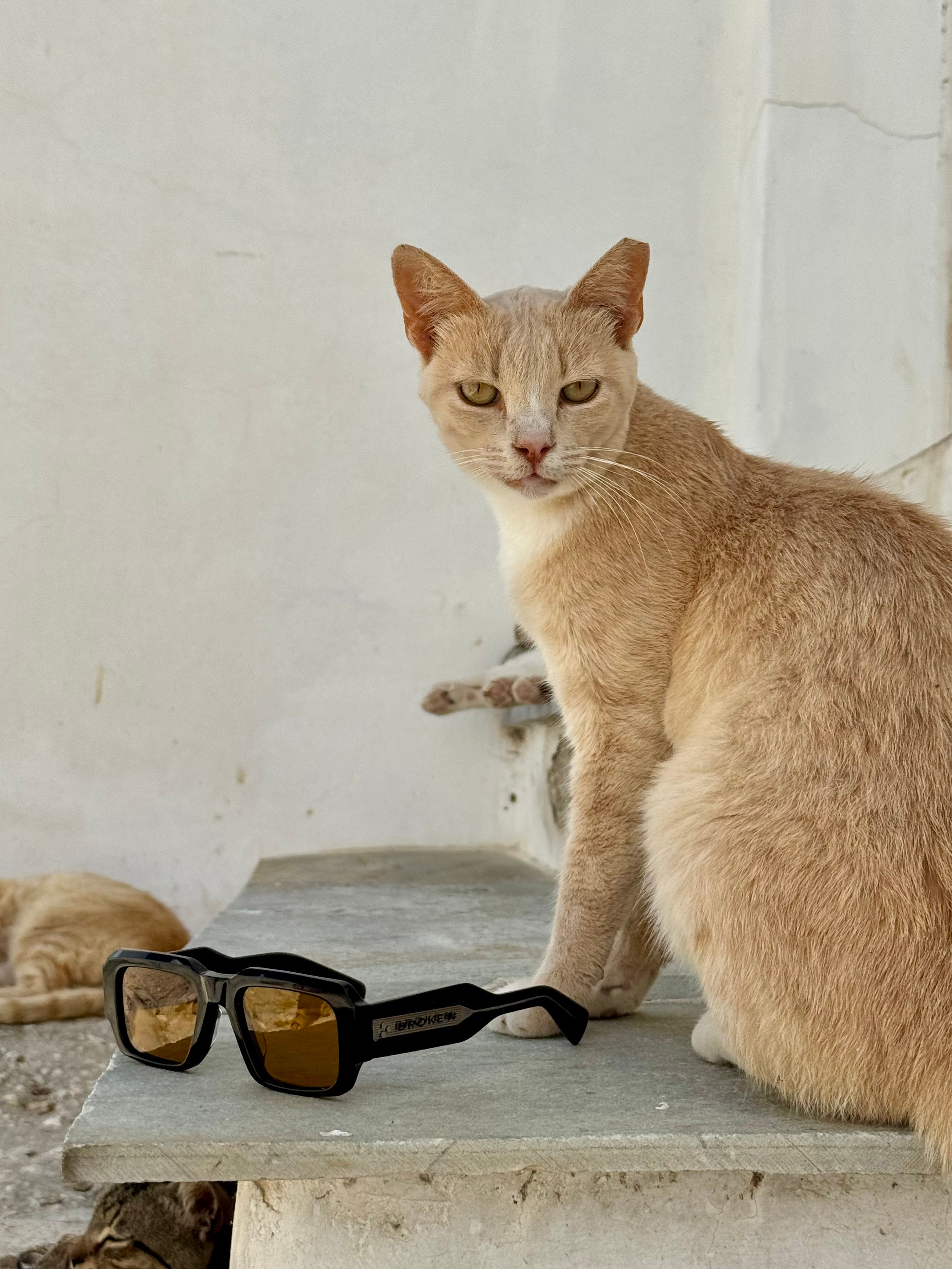 BROKEN# Sunglasses